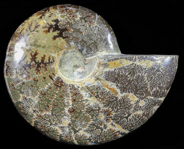 Polished, Agatized Ammonite (Cleoniceras) - Madagascar #54537